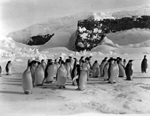 Related Images Canvas Print Collection: Group of Emperor Penguins on the ice with snow covered rocks in background