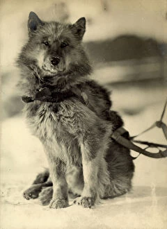 Imperial Trans-Antarctic Expedition 1914-17 (Endurance) Premium Framed Print Collection: Portrait of the dog named Wolf wearing a harness