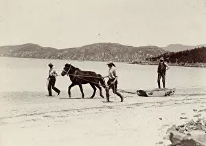 British Antarctic Expedition 1907-09 (Nimrod) Mouse Mat Collection: Training one of the ponies for the Expedition, Quail Island, New Zealand, Dec 1907