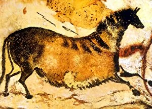 Cave Paintings Collection: CAVE PAINTINGS AND DRAWINGS. Prehistoric cave painting of Horse from Lascaux (Axial