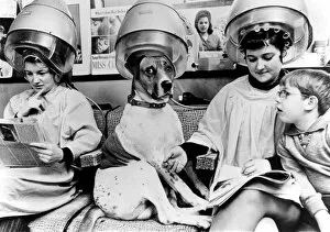 Dogs Greetings Card Collection: Dog at the hairdresser