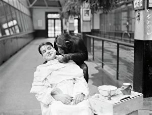 Peter Brown Pillow Collection: Peter, zoo chimp, gives his keeper a close shave! Keeper Harry Browns daily