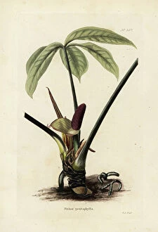 Hackney Pillow Collection: Anthurium palmatum (Pothos pentaphylla). Handcoloured copperplate engraving by George Cooke