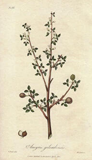 Perfume Collection: Balsam of Mecca, Commiphora gileadensis