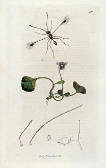 Schema Collection: Beautiful mymar (Mymar pulchellus) and swamp violet. Lithograph by John Curtis (1791-1862)