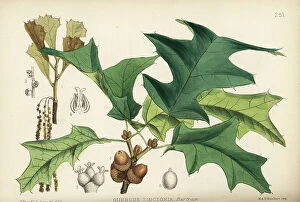 Barking and Dagenham Collection: Black oak, yellow-barked oak or querlemon, Quercus velutina (Quercus tinctoria)