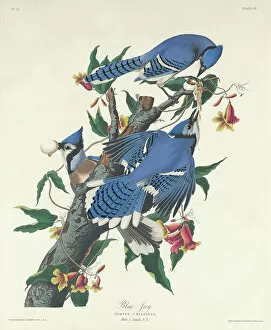 Blue Jay Premium Framed Print Collection: Blue Jay, 1831 (coloured engraving)