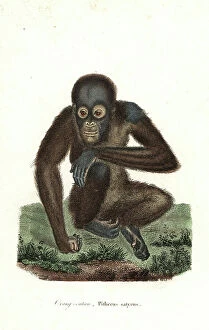 Pygmaeus Mouse Mat Collection: Bornean orangutan, Pongo pygmaeus. Endangered. (Orangutan, Pithecus satyrus)