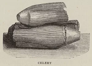Celery Collection: Celery (engraving)