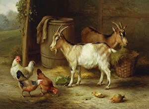 Turnip Collection: Chickens and Goats by a Barn Door, 1916 (oil on canvas)
