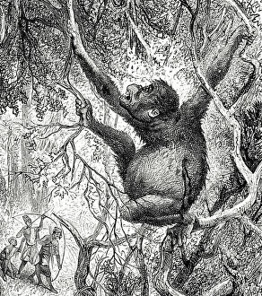 Pongo Collection: Engraving depicting an Orangutan killed by hunters in Sumatra, 19th century