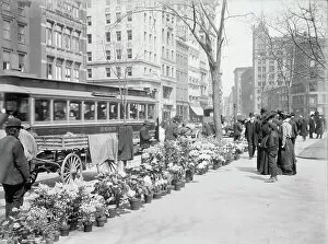 Trolley Collection: Flower Vendors, Easter Display, New York City, USA, c. 1904 (b / w photo)
