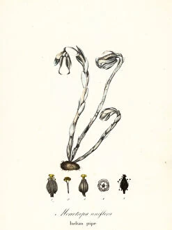 Botanical Illustration Collection: Ghost plant, ghost pipe, Indian pipe or corpse plant, Monotiopa uniflora