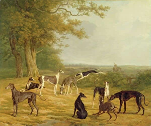 Greyhound Pillow Collection: Nine Greyhounds in a Landscape (oil on canvas)
