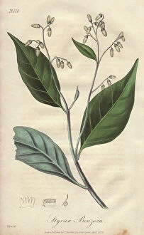 James Collection: Gum benjamin tree, Styrax benzoin