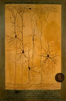 Santiago Ramon y Cajal Photographic Print Collection: Histological diagram of the constituent elements of the cerebral cortex (grey matter of the brain)