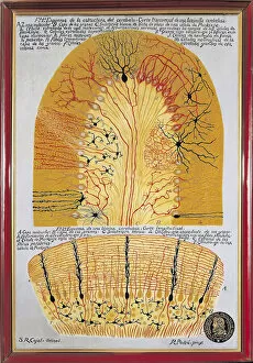 Santiago Ramon y Cajal Metal Print Collection: Histological shema of the cerebellum (cerebellum) and its structure