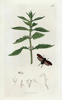 Schema Collection: Insect: blood cercope and European lycope pant or water hemp. Lithograph by John Curtis (1791-1862)