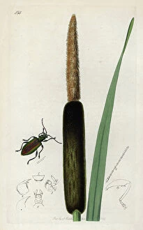 Schema Collection: Insect: coleoptere, donacie with a massette plant. Lithograph by John Curtis (1791-1862)