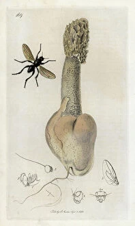 Schema Collection: Insect: diptere (fly variete) and fungus phallaceae. Lithograph by John Curtis (1791-1862)