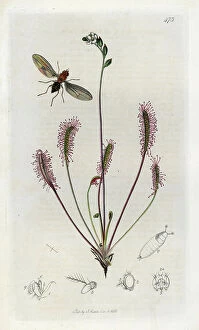 Schema Collection: Insect: Drosophila variety or vinegar fly or fruit with a carnivorous plant, drosera