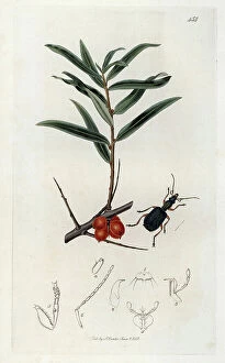 Schema Collection: Insect Drypta dentata (coleoptere) and sea buckthorn patch. Lithograph by John Curtis (1791-1862)