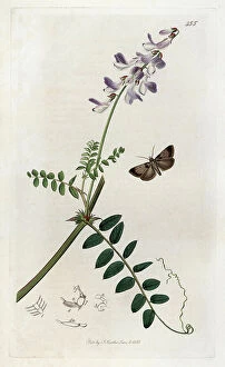 Schema Collection: Insect: fat moth and woodland vesce plant. Lithograph by John Curtis (1791-1862)