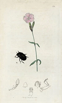 Schema Collection: Insect: hylesine of the olive tree with a carnation flower. Lithograph by John Curtis (1791-1862)