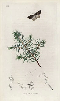 Schema Collection: Insect: lepidoptere, mountain corythee butterfly with common juniper or juniper