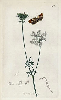 Schema Collection: Insect: lepidoptere variete of butterfly cochylis with a wild carrot plant