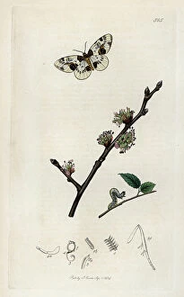 Schema Collection: Insect: lepidoptere, variete of geometrid butterfly with its caterpillar and a branch of elm