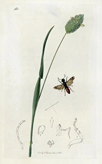 Schema Collection: Insect: orysse crown and millet plant or canary canary canary seed