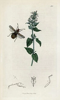 Schema Collection: Insect: a variety of arenocoris bug with a catary plant (or catary)