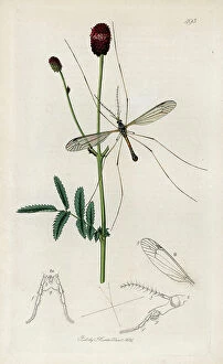 Schema Collection: Insect: variety of diptere and plant of large peppers or officinale sanguisorb