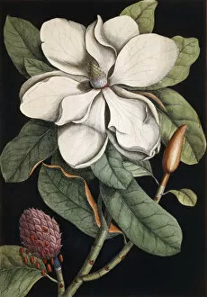 Black Background Collection: Laurel Tree, 1731-1743 (hand-coloured etching)