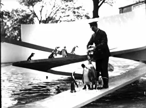 Years 1930 Years 30 Years Thirty Collection: Lubetkin Penguin Pool, January 1934 (b / w photo)
