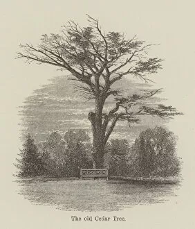 Liechtenstein Canvas Print Collection: The old Cedar Tree (engraving)