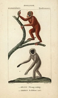 Gibbon Collection: Orang outang et gibon ash ou argente - Lithography, illustration by Jean Gabriel Pretre (1780-1885)
