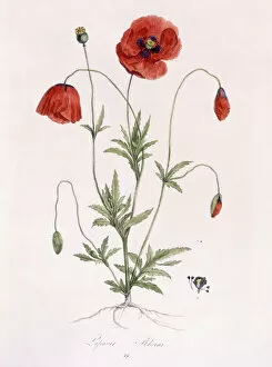 Floral artwork Poster Print Collection: Papaver Rhoeas (Common Poppy), 1811-1818 (hand-coloured lithograph)