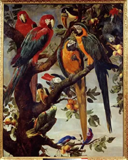 Frans Snyders or Snijders Collection: Parrots and other birds Painting by Frans Snyders (1579-1657) 17th century Sun