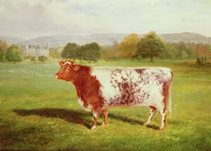 William Joseph Shayer Collection: Portrait of a Shorthorn, 19th century