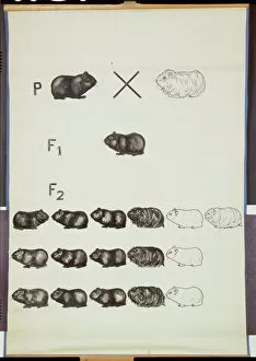 Rodent Collection: Poster demonstrating Mendels Law in Guinea Pigs (colour litho)