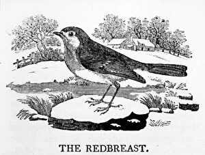Robins Photographic Print Collection: The Redbreast, illustration from The History of British Birds by Thomas Bewick