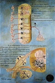 Santiago Ramon Y Cajal Collection: Shema histologique des nerfs de la colonne vertebrale. Dessin original en couleurs de Santiago