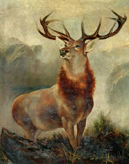James Bayes Canvas Print Collection: Stag At Bay (oil on canvas)