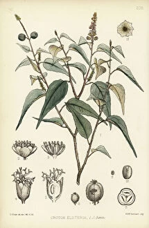 Barking and Dagenham Collection: Sweetwood bark or sweet bark, Croton eluteria. Handcoloured lithograph by Hanhart after a