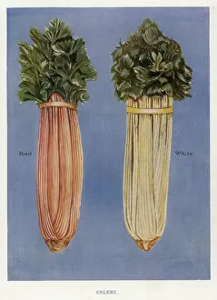 Celery Collection: Vegetable Growers Guide: Celery (colour litho)