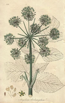 Celery Collection: Wild celery, Angelica archangelica