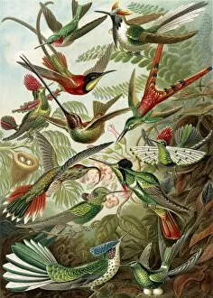 Naturalist Collection: Illustration shows hummingbirds. Trochilidae