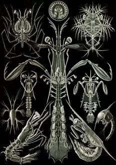 Mapped Collection: Illustration shows invertebrates. Thoracostraca